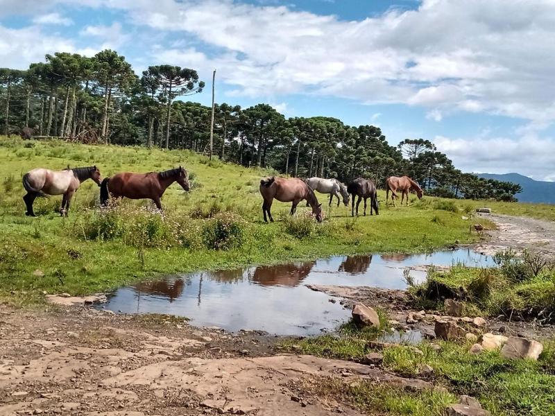 Casa e cabana de campo Fazenda Borba - image 5