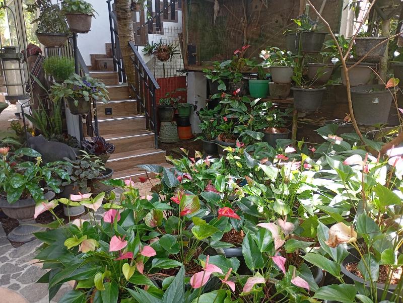 Little Villa Habaraduwa - image 6