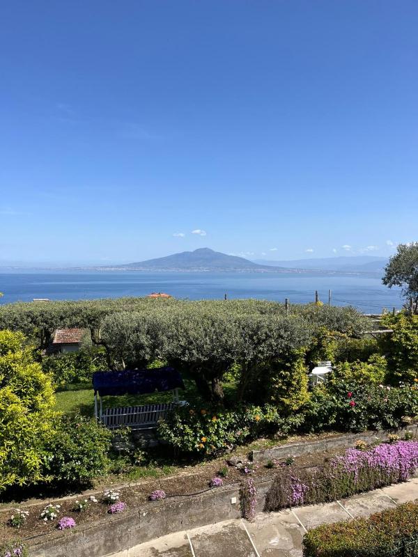 Sorrento Olive Tree Garden - image 28