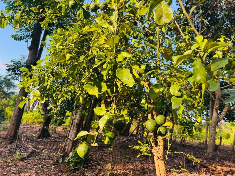 Green Land Tree House Sigiriya - image 16