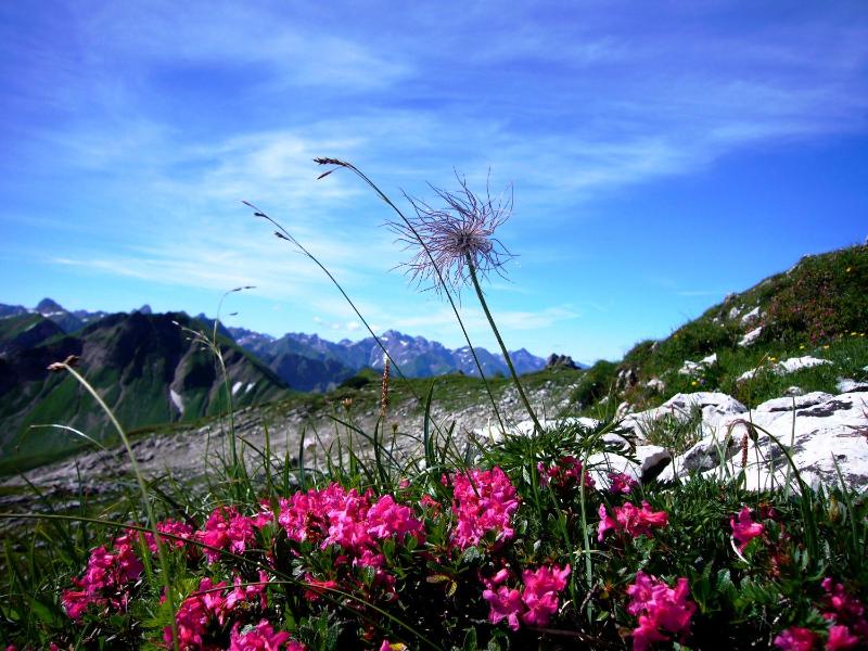 Alpenflair Ferienwohnungen Whg 201 