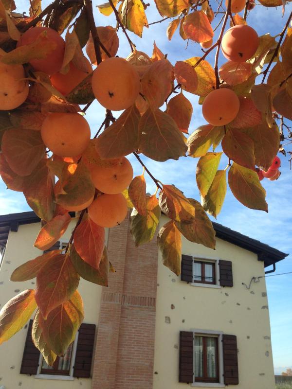 Apartments Colombara Bardolino - image 17