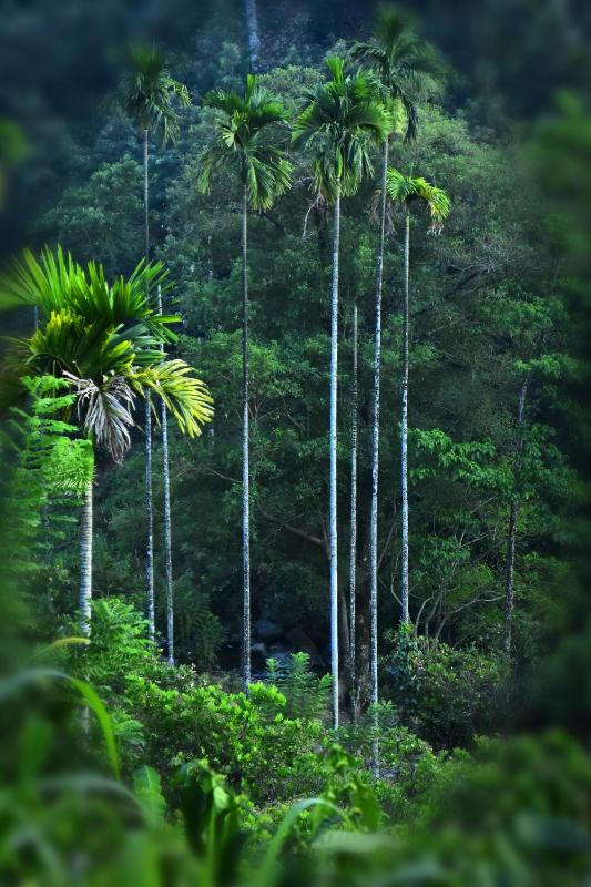 coorg river valley retreat - image 11