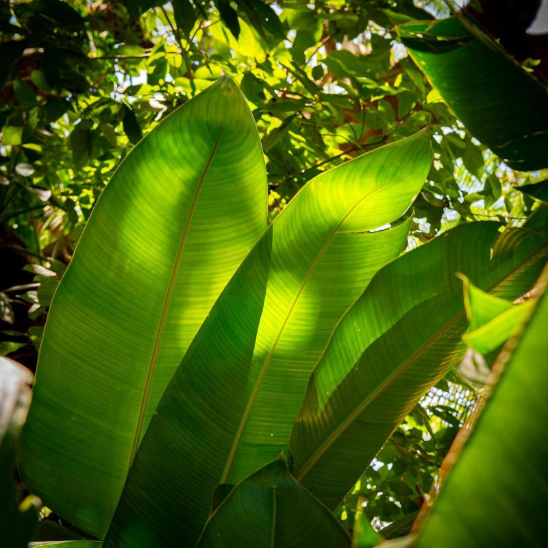 Secret Garden Iguazu - image 4