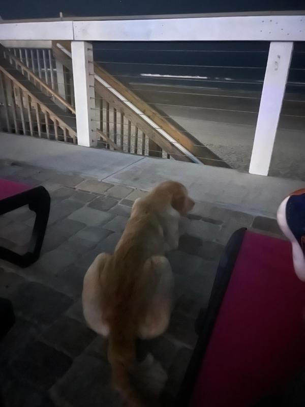 Flamingo Inn Beachfront - Daytona Beach - image 22