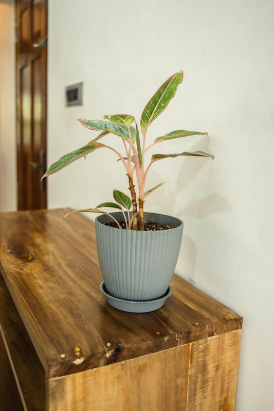 Tropical Villa - image 31
