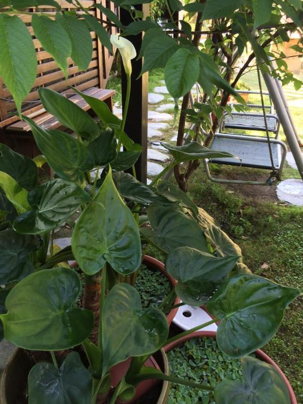 Share B&B - image 9