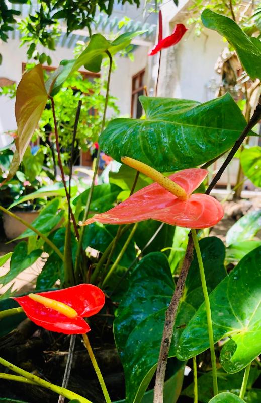 The Tropical Hideout - image 4