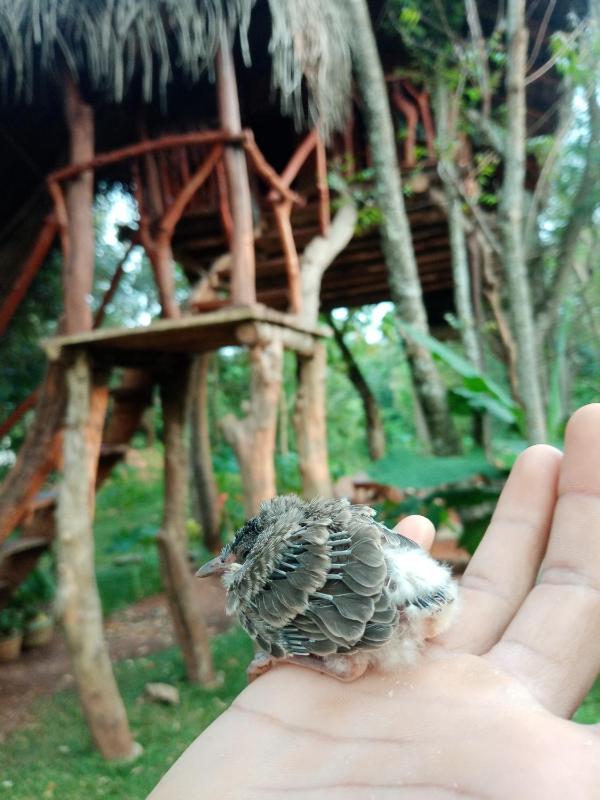 Green Land Tree House Sigiriya - image 15