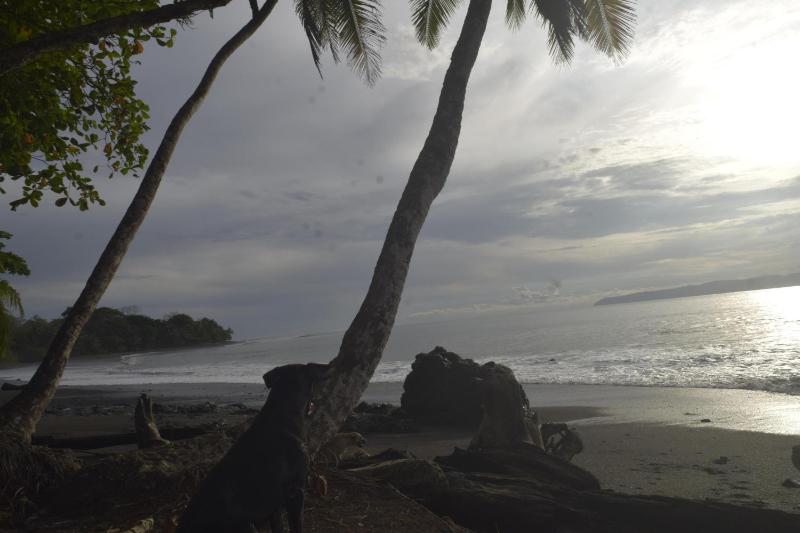 Coconut Lodge Pavones - image 8