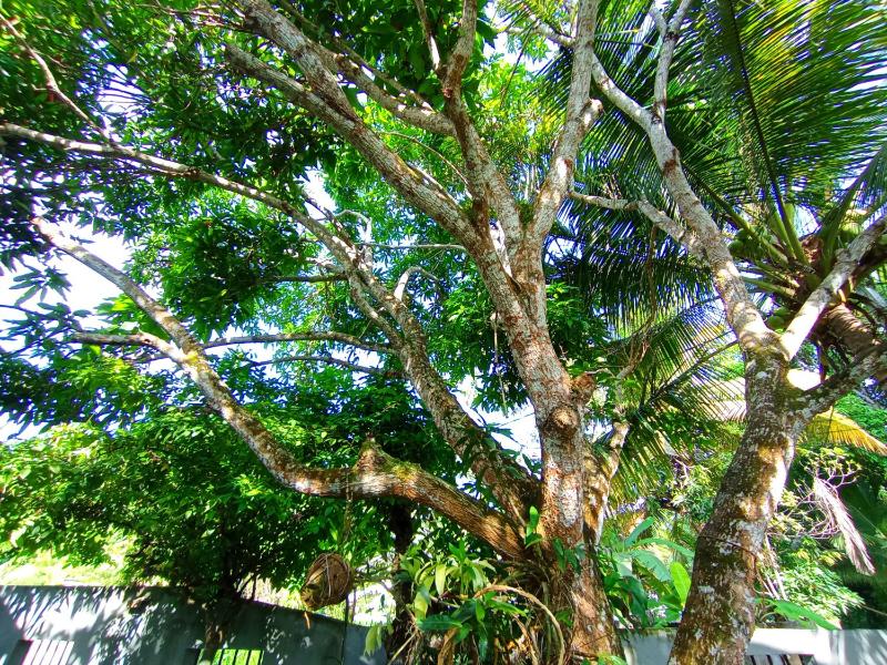 Bluebell Villa Mirissa - image 7