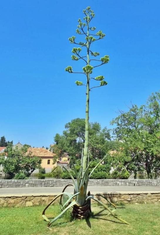 Apartman Agave - image 2