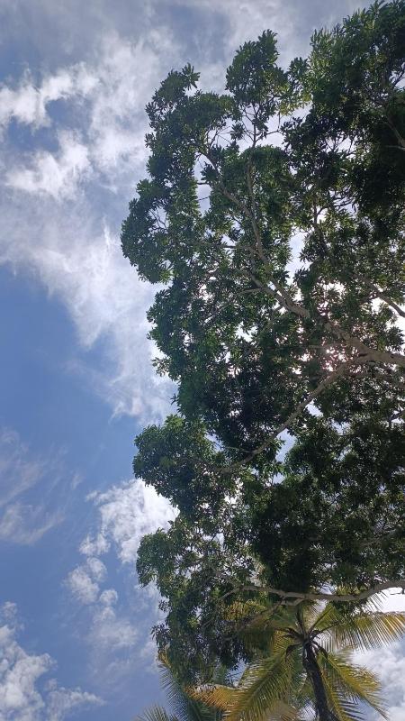 Coconut Lodge #2 - image 13