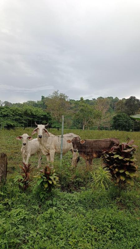 Coconut Lodge Pavones - image 7