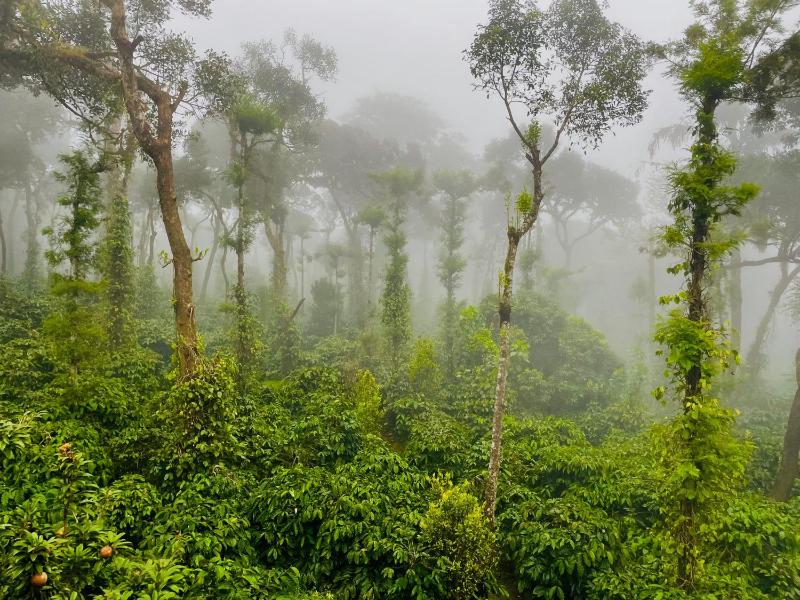 The Perch -Entire house. A Coffee Lover's Paradise - image 7