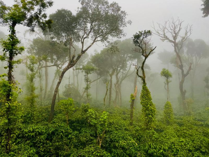 The Perch -Entire house. A Coffee Lover's Paradise - image 14
