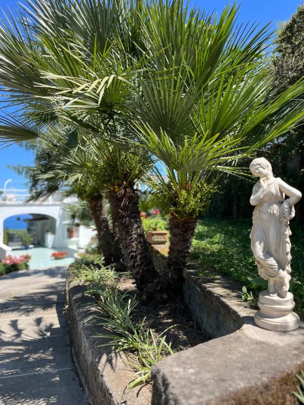 Sorrento Olive Tree Garden - image 18