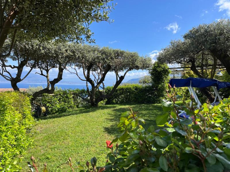 Sorrento Olive Tree Garden - image 14