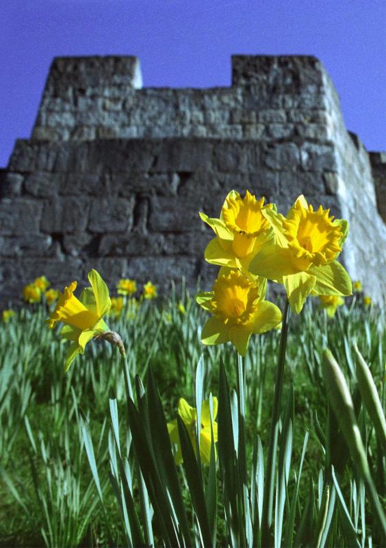 One-Bedroom Apartment image 3