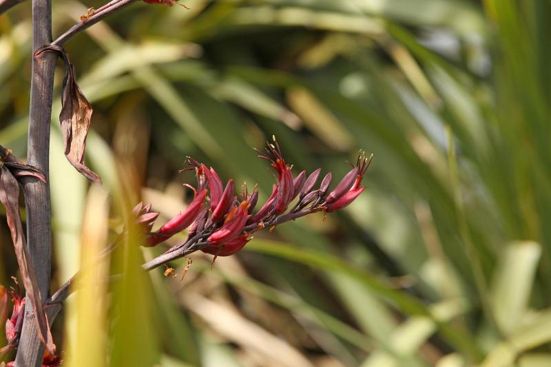 Harakeke Whāre - Christchurch Holiday Homes - image 14