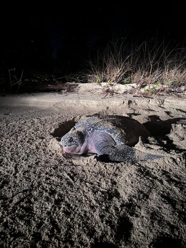 La Baie des Tortues Luth - image 2
