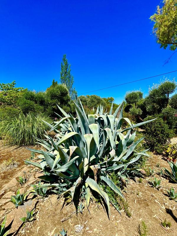 Finca Maridadi - image 44