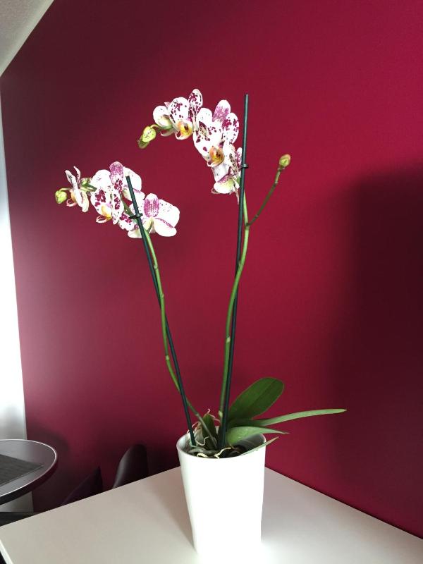 One-Bedroom Apartment image 3