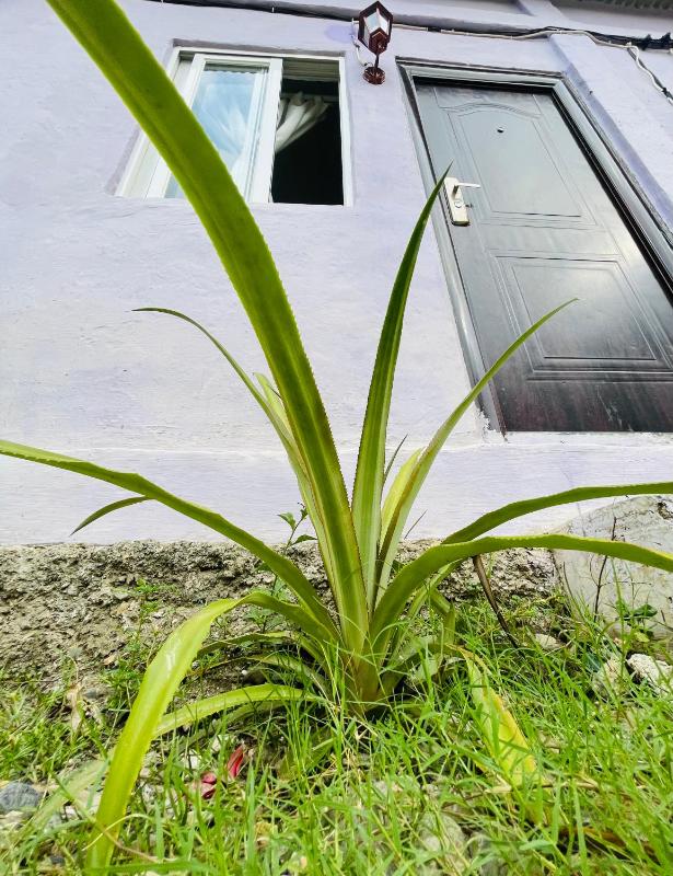 Costa Homestay - image 16