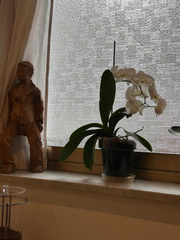 Hotel Lukas Vegetarian & Vegan - image 18