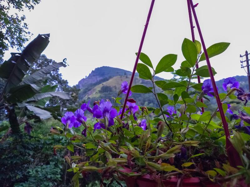 Ella Happy View Homestay - image 20
