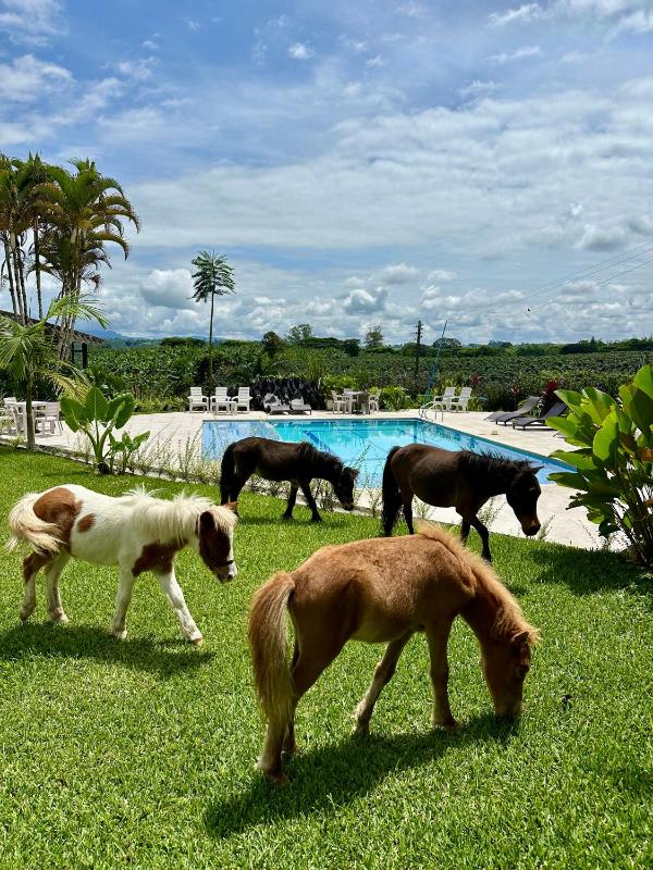 Baum Hotel - image 1