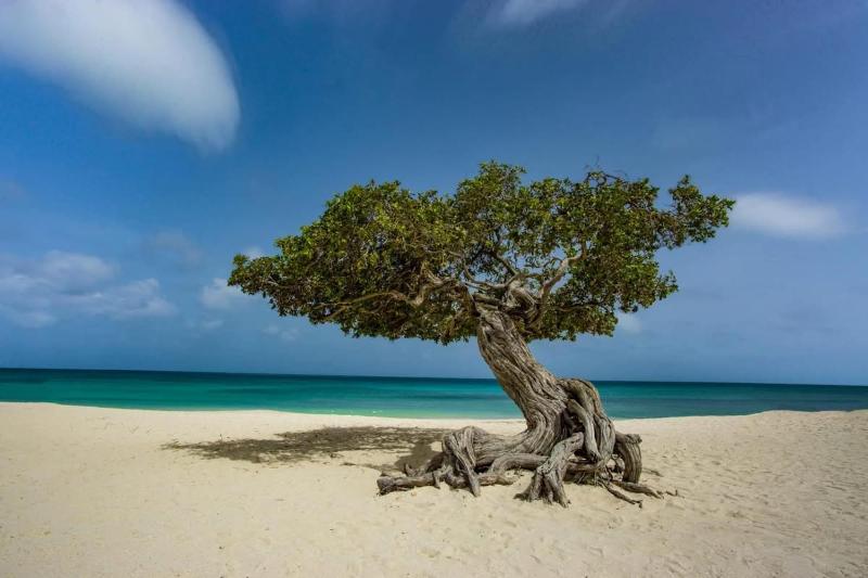 Aruba Islander Residence com - image 4
