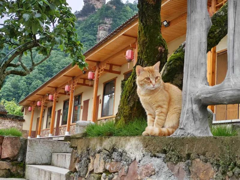 PeakMist Retreat Inside ZhangJiaJie Forest Park-Country-style specialty diningIn-park accommodation - image 17
