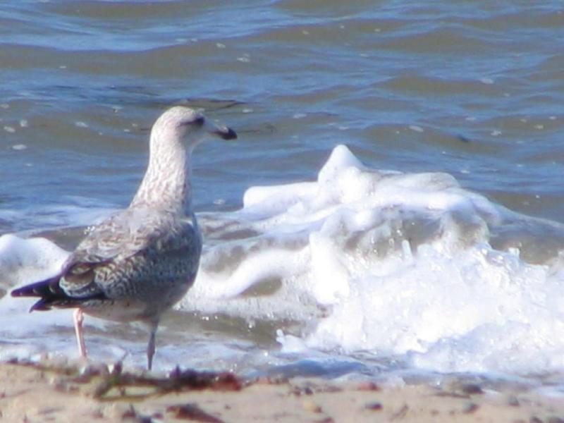 Seaside direkt an der Promenade - image 7