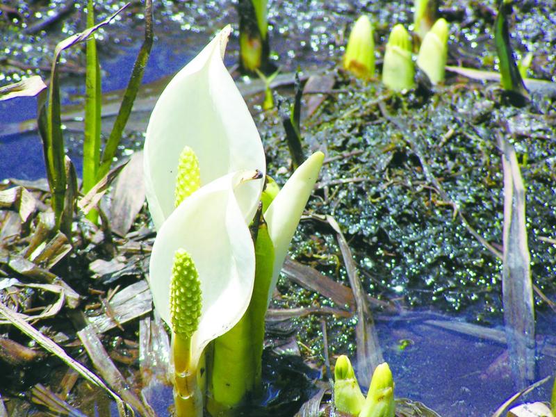 Matsunoki-tei - image 7