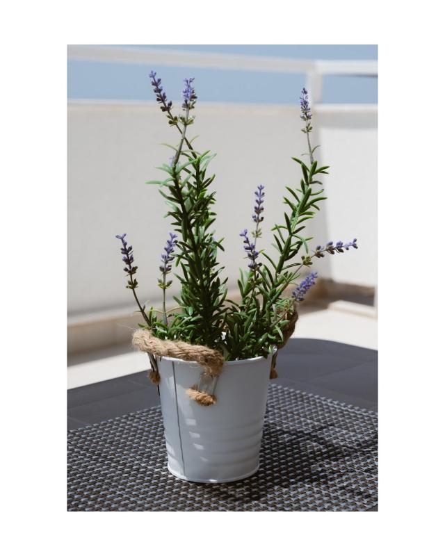 Sea&Sun Living - image 12