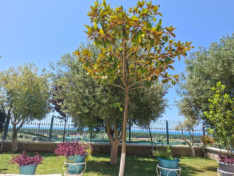 Villa Luiss Panorama - image 3