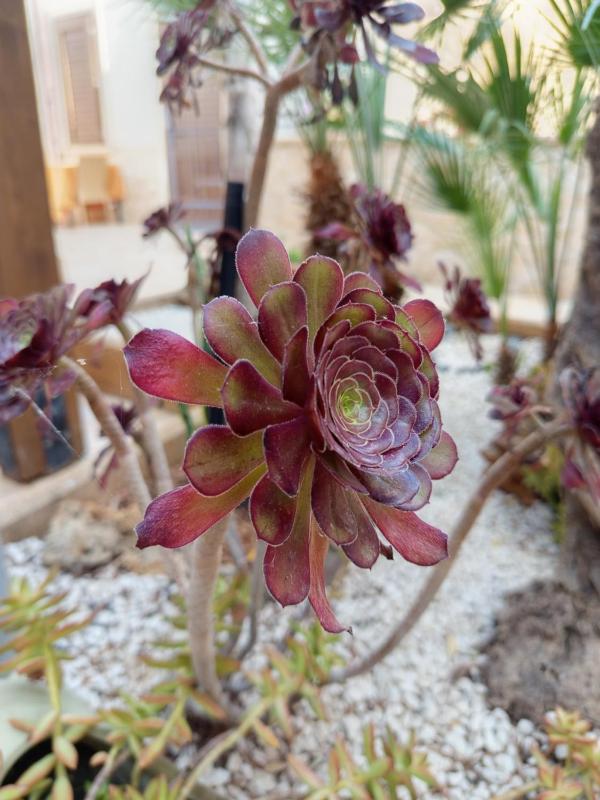 Amaryllis Hotel - image 20