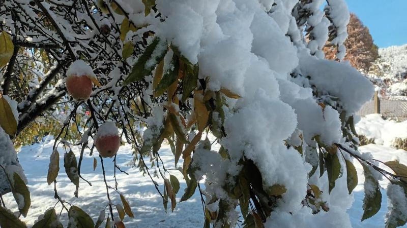 Lupinos del sur - image 7
