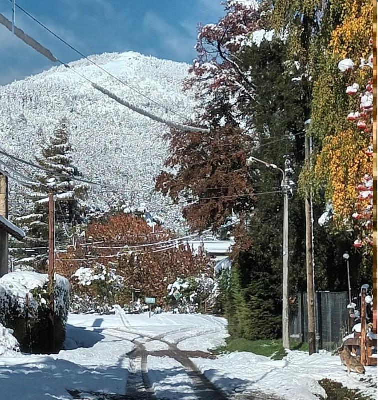 Lupinos del sur - image 4
