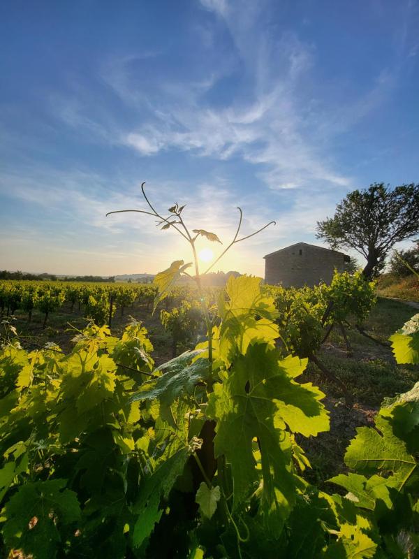 Domaine de l'Envolée - image 9
