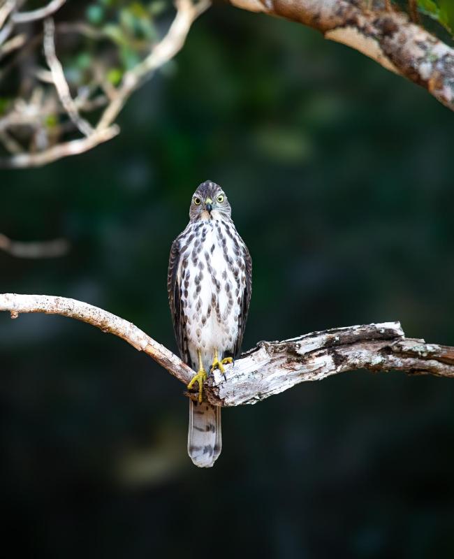 Wilpattu Forest Buma Lodge - image 50