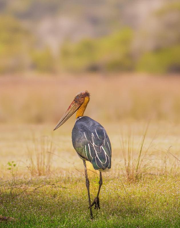 Wilpattu Forest Buma Lodge - image 16