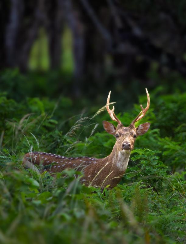 Wilpattu Forest Buma Lodge - image 17