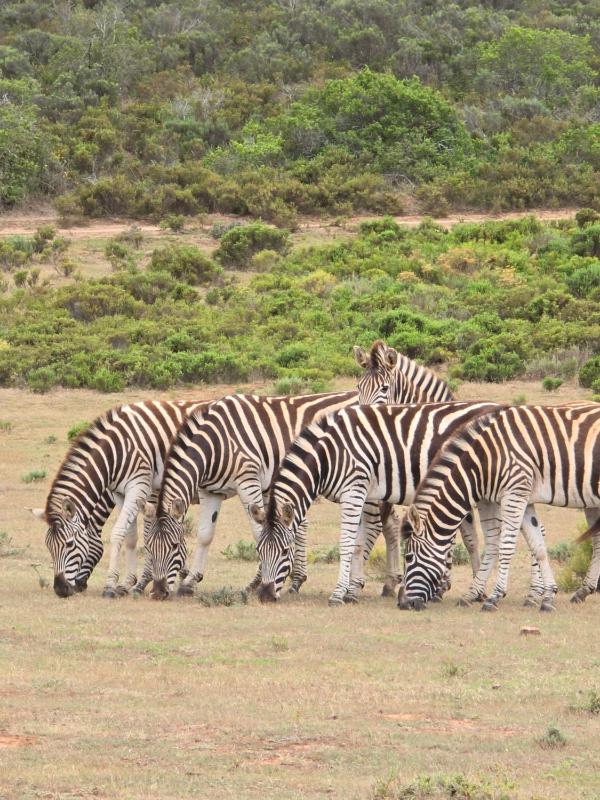 Indalu Game Reserve - image 16