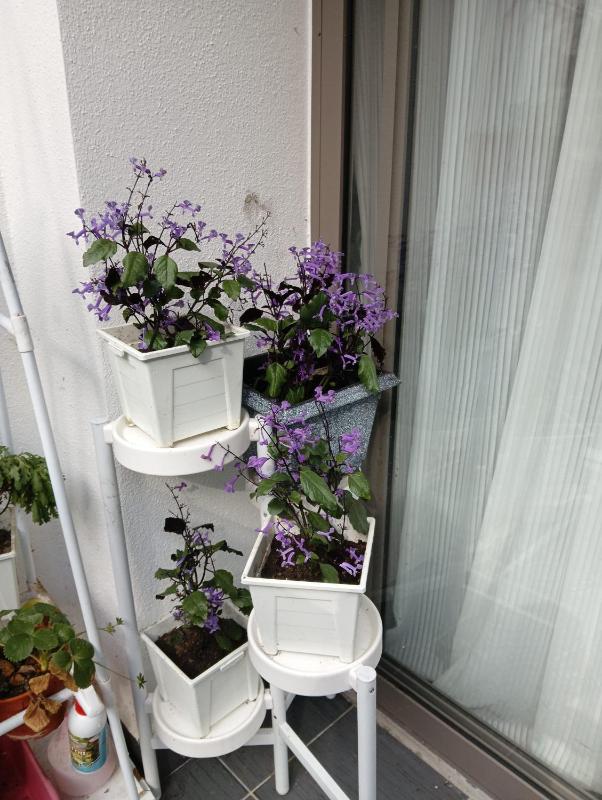 Ereens homestay 3 bedroom apartment - image 19