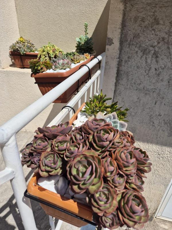 Apartmani Baška Voda - image 13