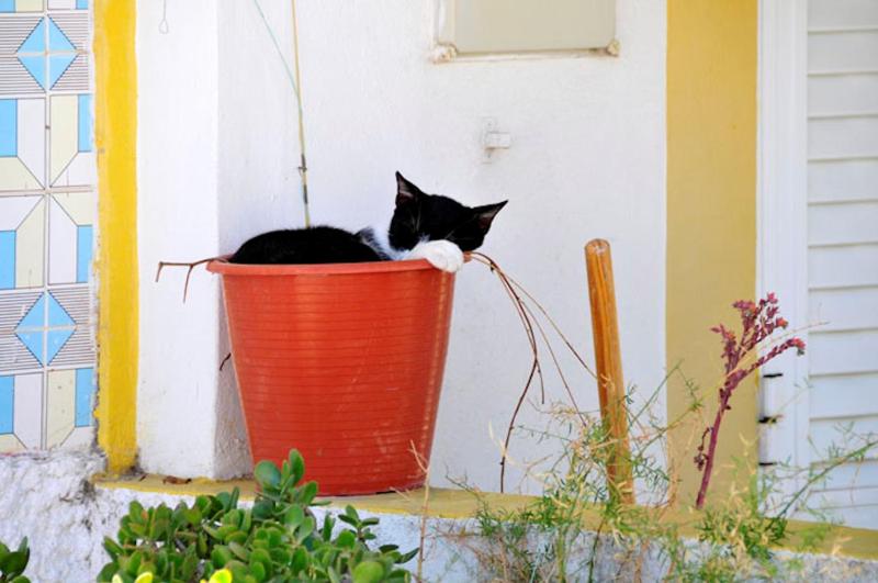 Charming Guia Villa 3 Bedrooms Villa Eulalia Private Pool & Close - image 15