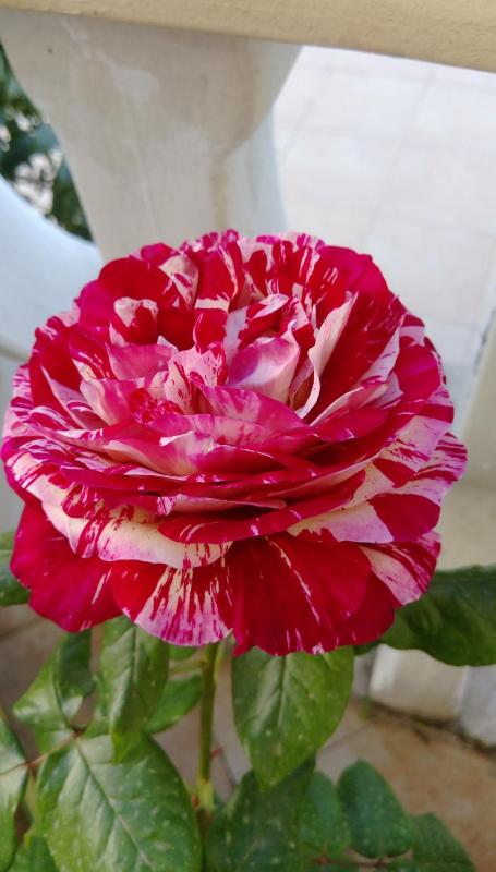 Three-Bedroom Apartment image 3