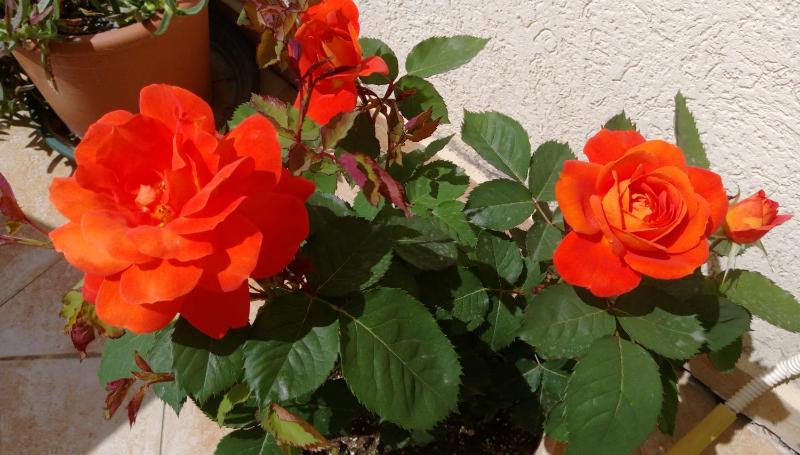 Three-Bedroom Apartment image 2